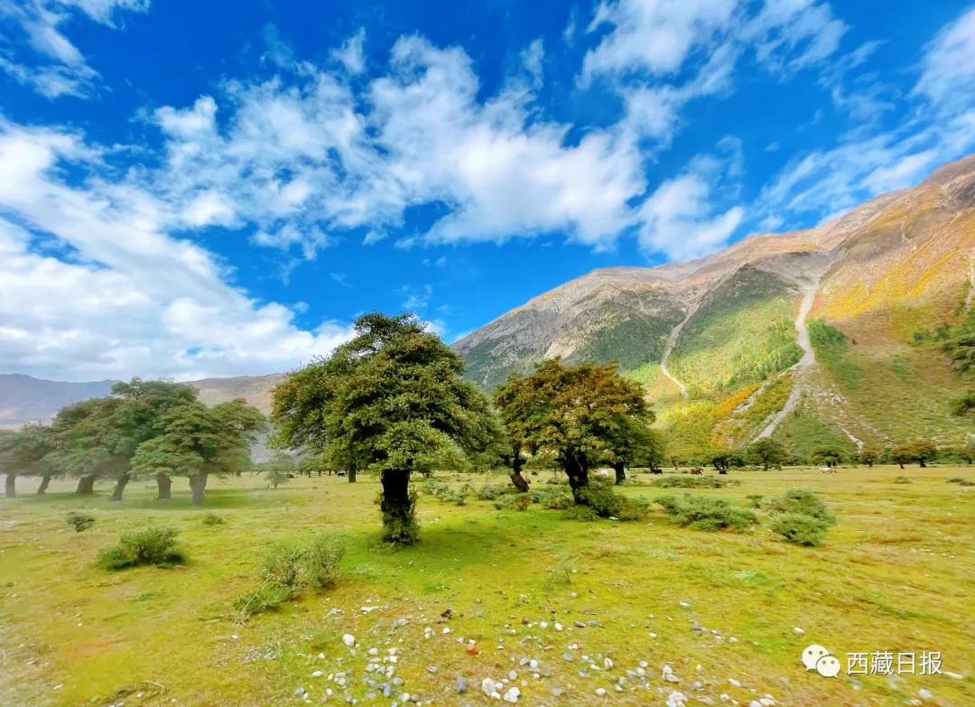 图为边坝县炯拉措国家湿地公园.记者 次旺 摄